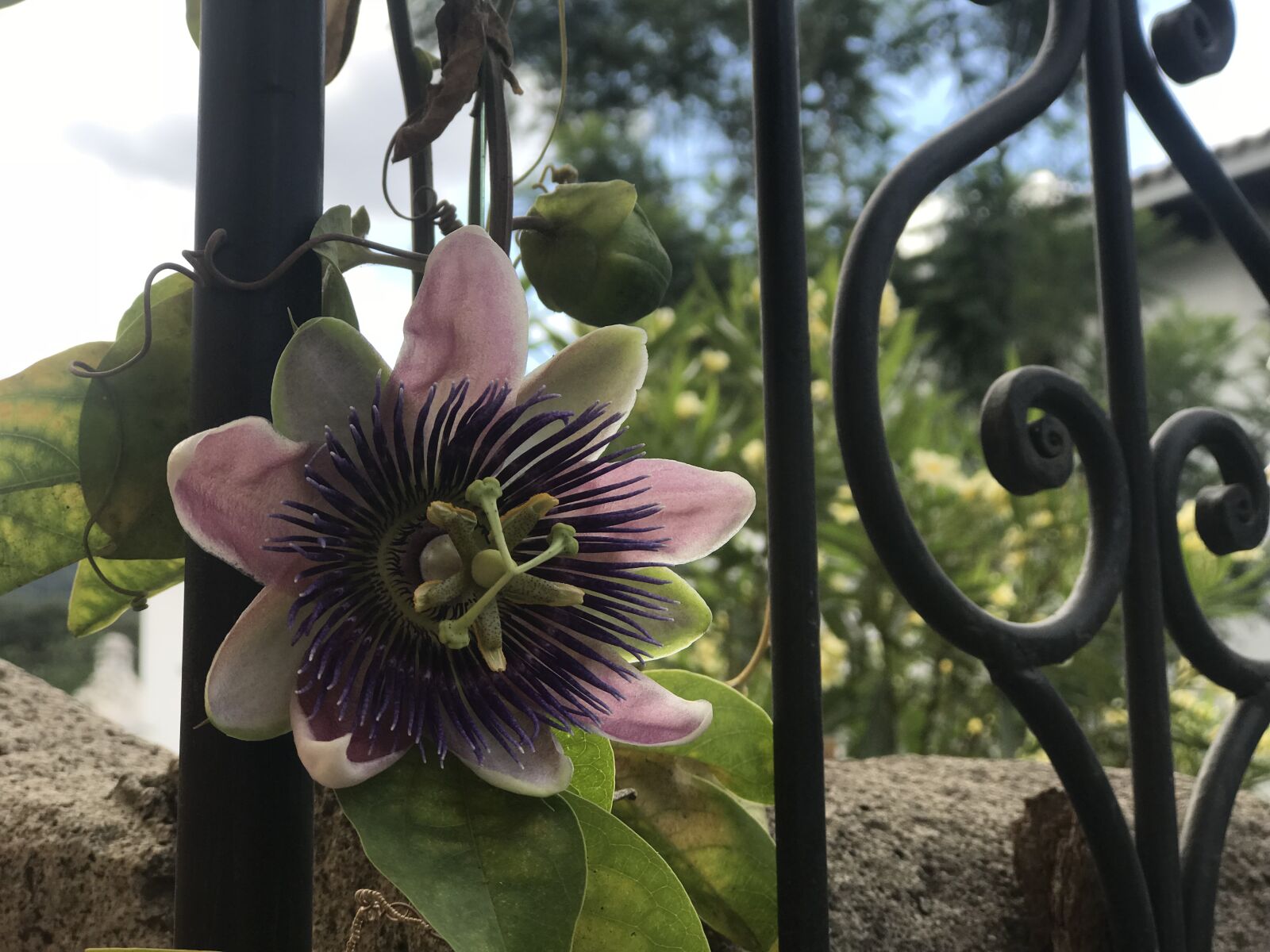 Apple iPhone 7 Plus sample photo. Flower, garden, nature photography