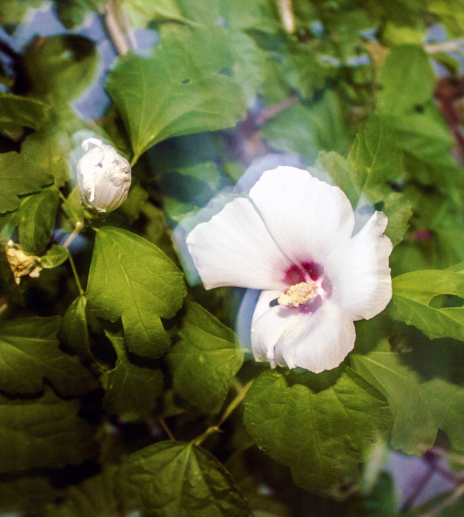 Canon EOS 1100D (EOS Rebel T3 / EOS Kiss X50) sample photo. Camera, hibiscus, photography, rules photography
