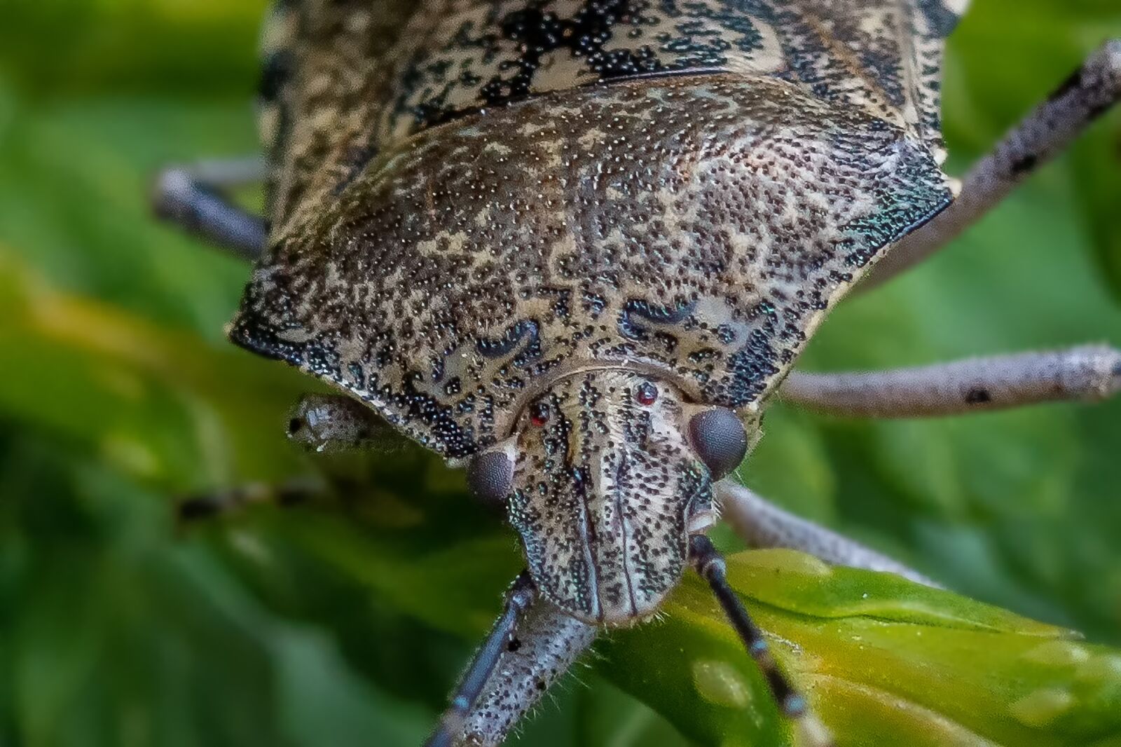 Nikon D7200 sample photo. Nature, animal, animal world photography