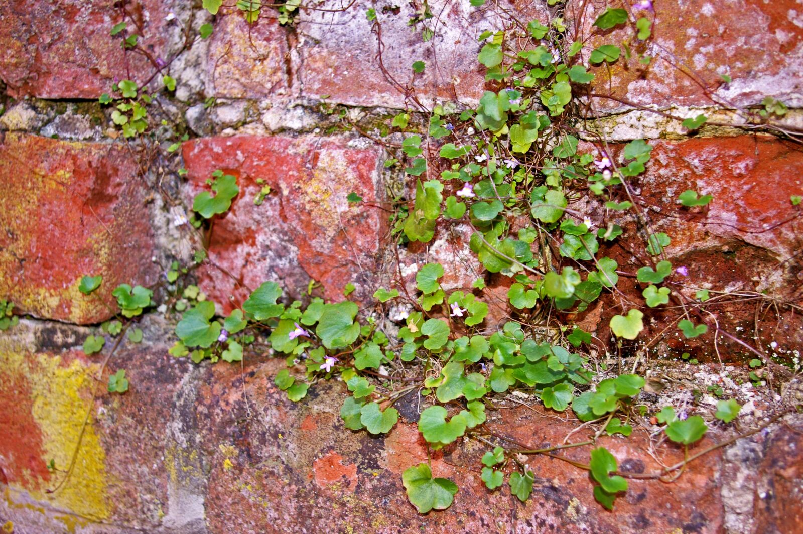 Pentax *ist DL2 sample photo. Wall, stone wall, city photography