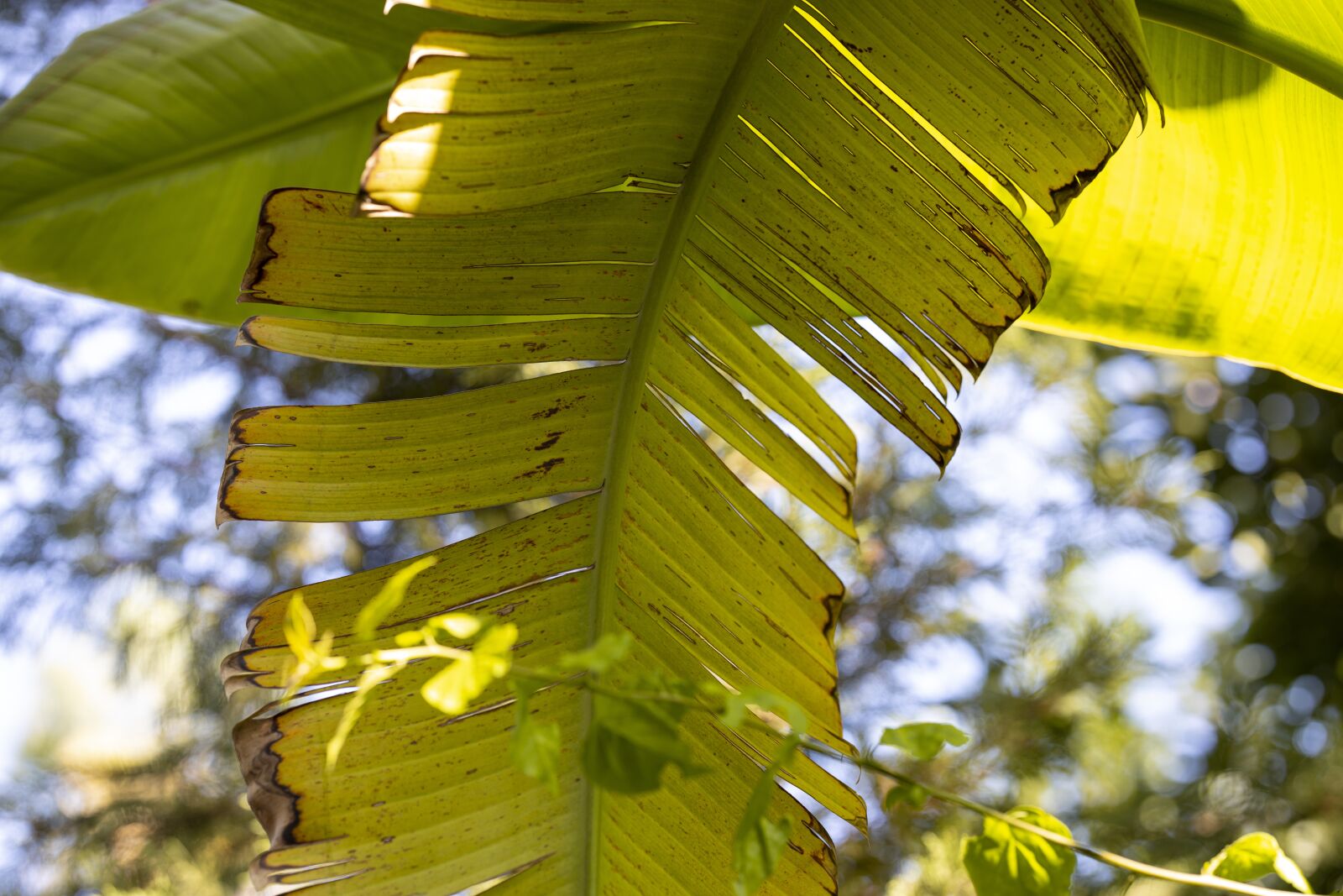 Canon RF 85mm F1.2L USM sample photo. The leaves are, leaves photography