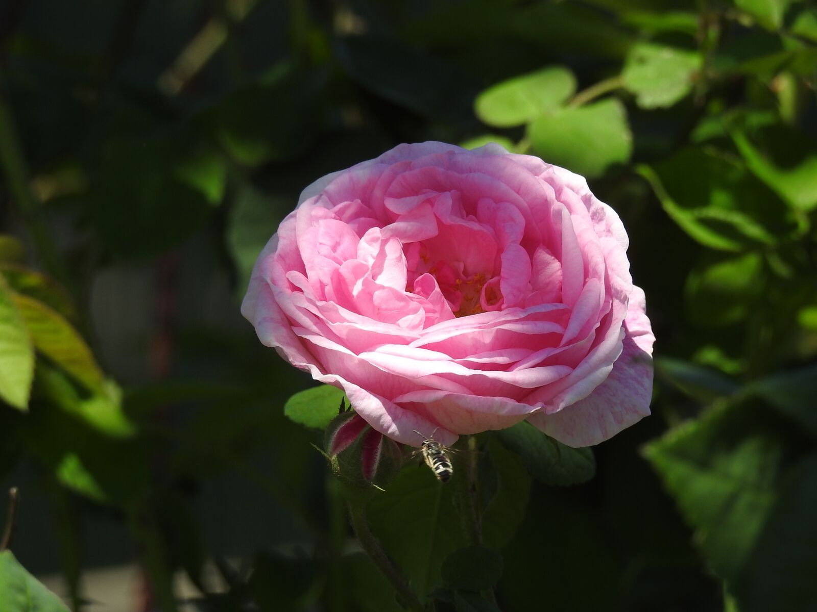 Nikon Coolpix P900 sample photo. Tea rose, rose, red photography