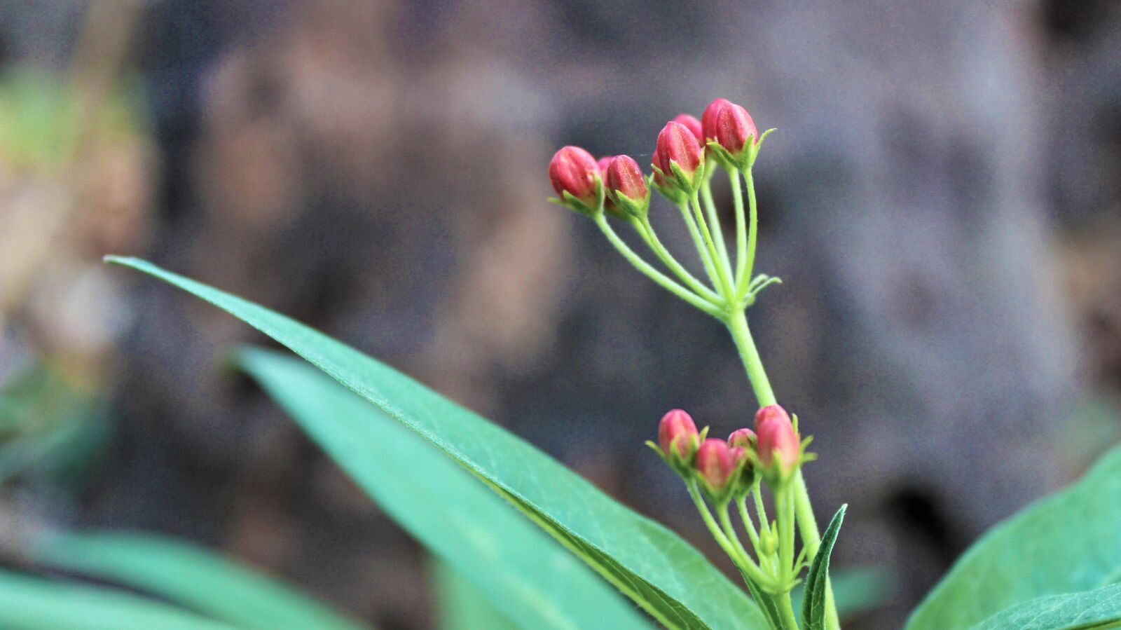 Canon EOS 600D (Rebel EOS T3i / EOS Kiss X5) sample photo. Plant, flower, red photography