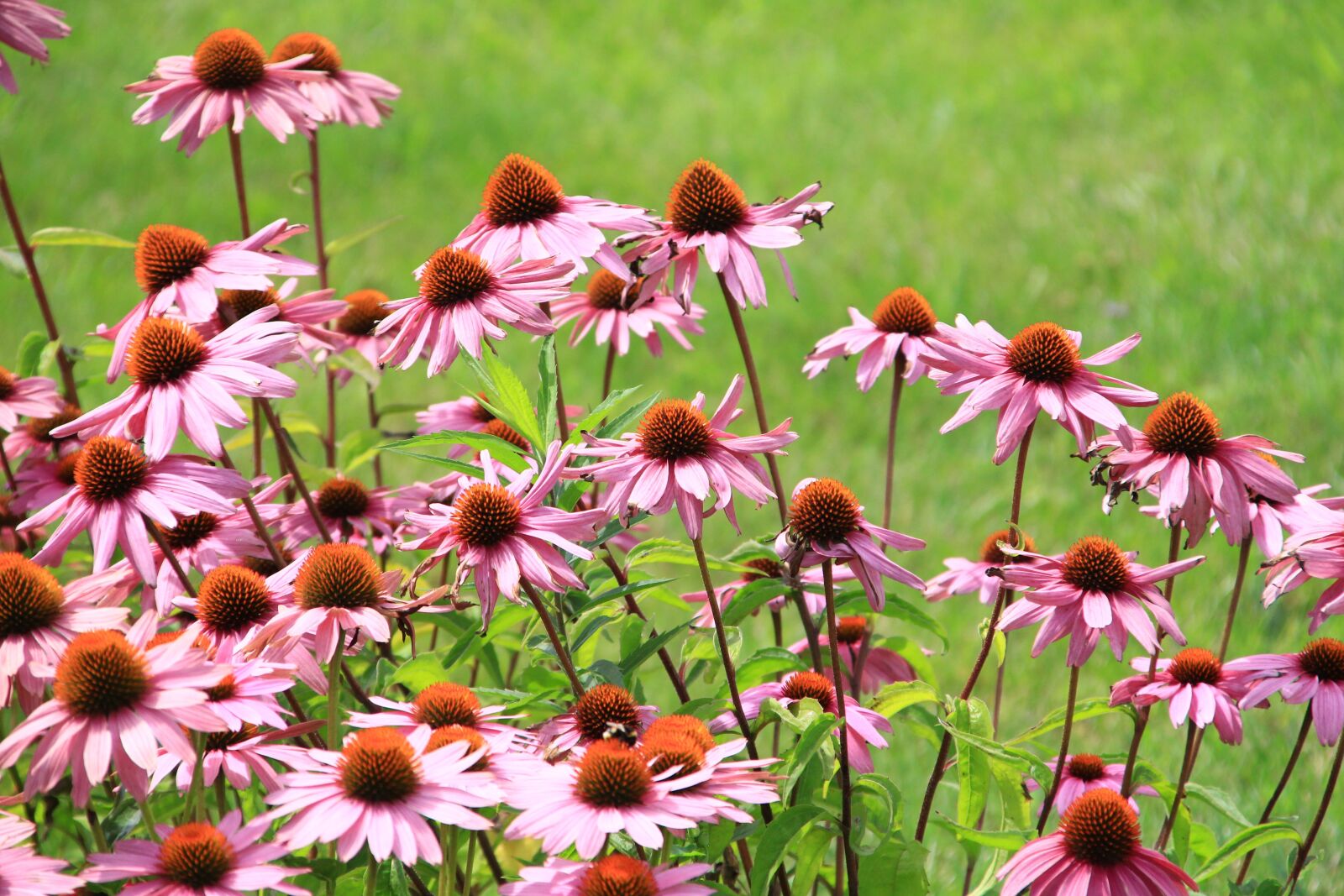 Canon EOS 100D (EOS Rebel SL1 / EOS Kiss X7) + Canon TS-E 90mm F2.8 Tilt-Shift sample photo. Flowers, wawel, garden photography