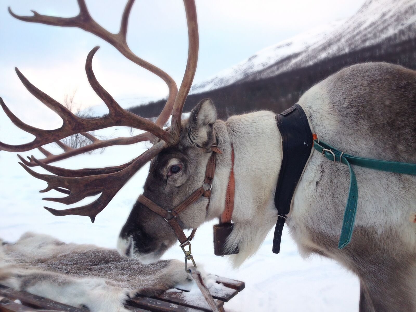 Apple iPhone 5 sample photo. Reindeer, norway, snow photography