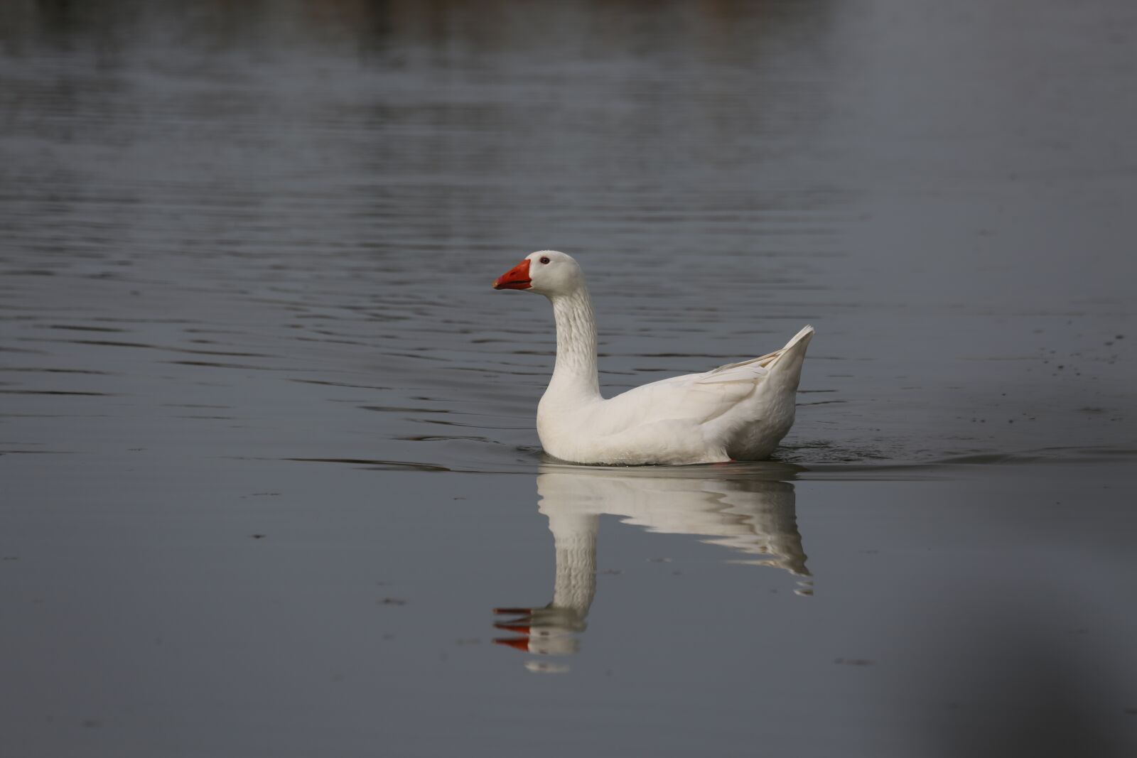 Canon EF 100-400mm F4.5-5.6L IS USM sample photo. Bird, waters, duck photography