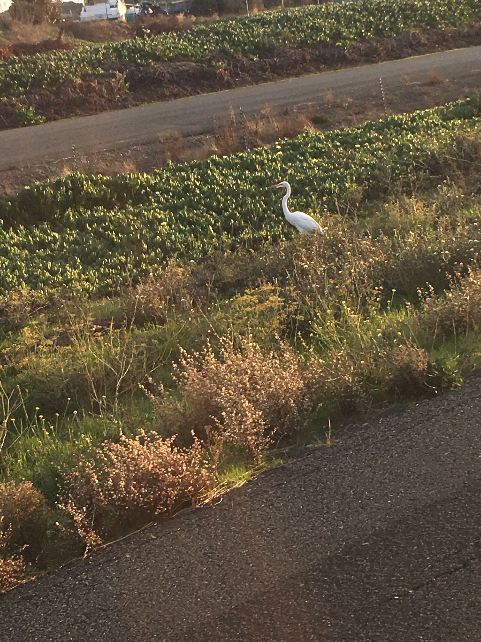 iPhone 6s Plus back camera 4.15mm f/2.2 sample photo. Nature, bird, white photography