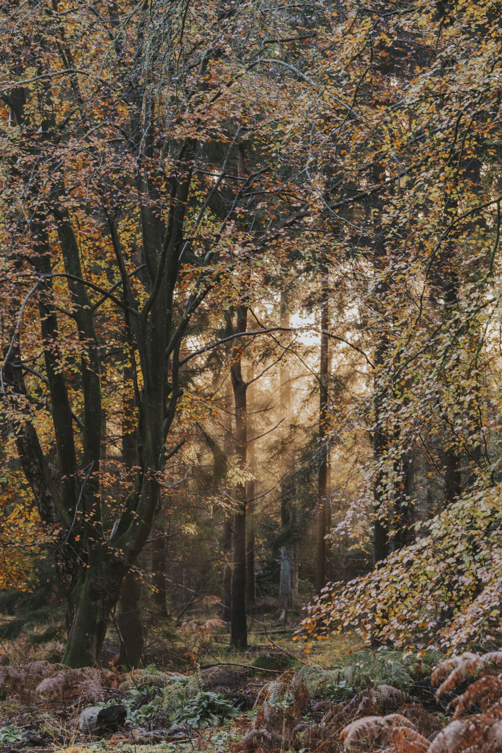 Nikon D800 sample photo. Forest, trees, nature photography