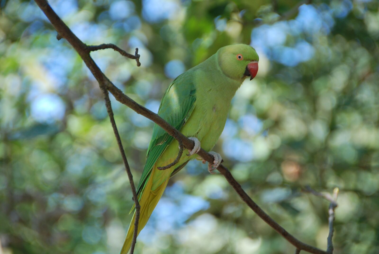 Nikon D80 sample photo. Bird, green, budgie photography