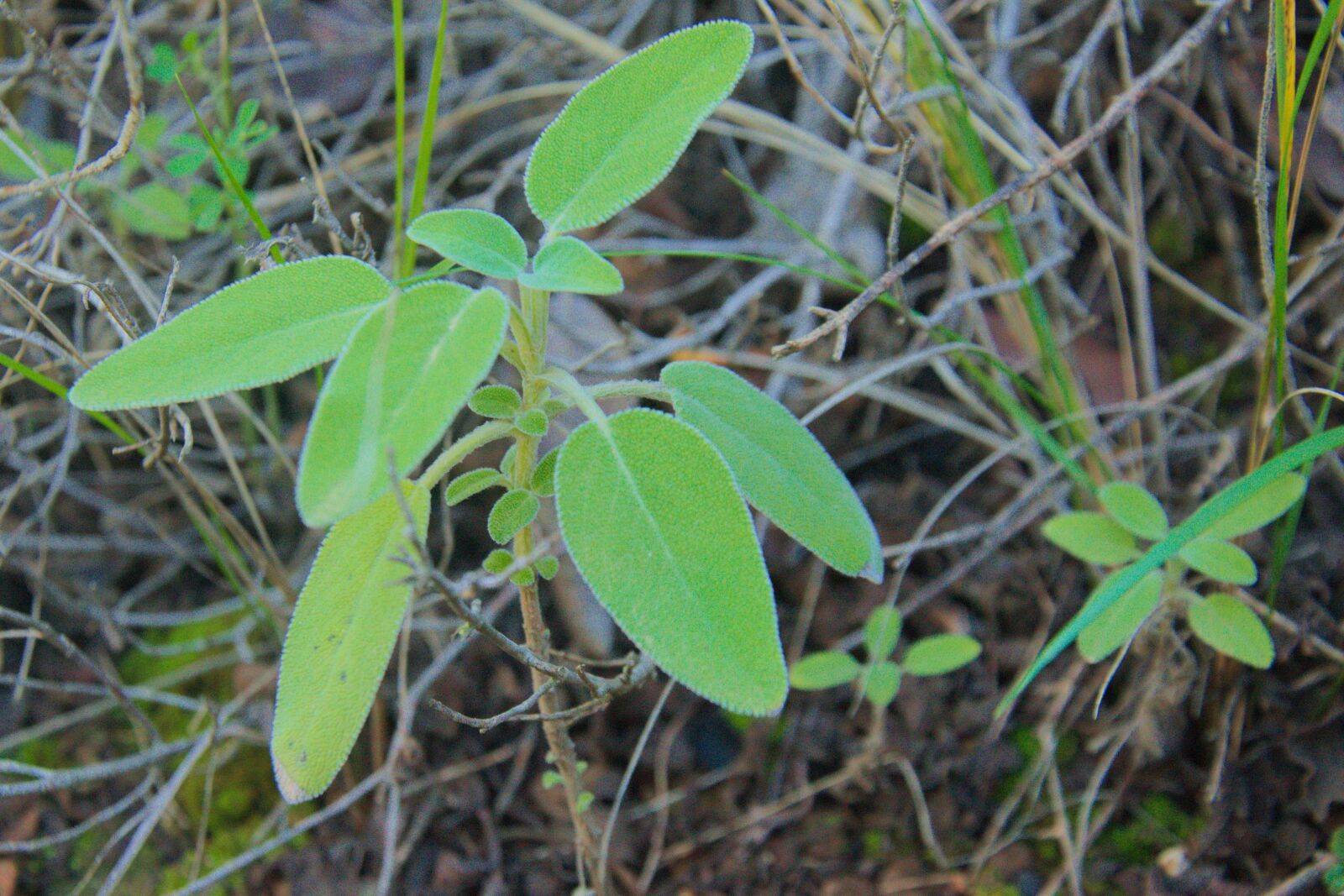 Nikon D3300 sample photo. Sage, forest, nature photography