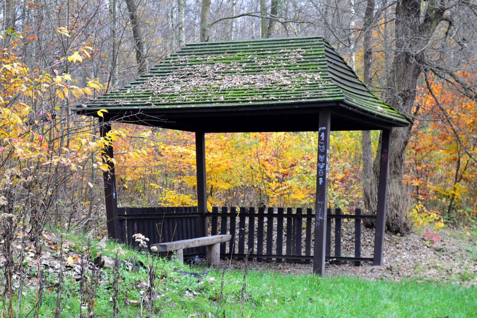 Nikon D3100 sample photo. Autumn, park, yellow leaves photography