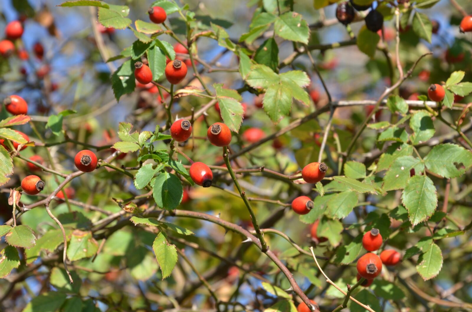 Nikon D7000 sample photo. Berry, rosa, canine photography