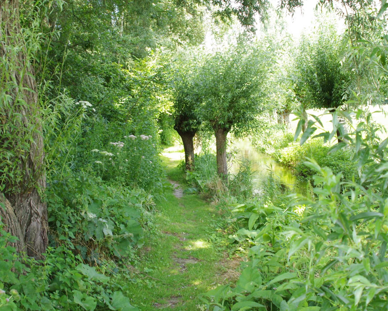 Pentax K-r sample photo. Nature, trees, path photography