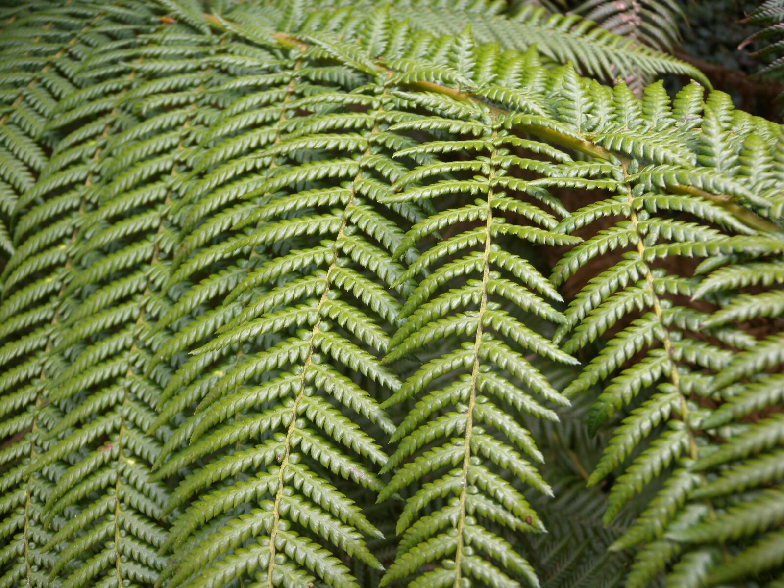 Nikon Coolpix P6000 sample photo. Fern, nature, plant photography
