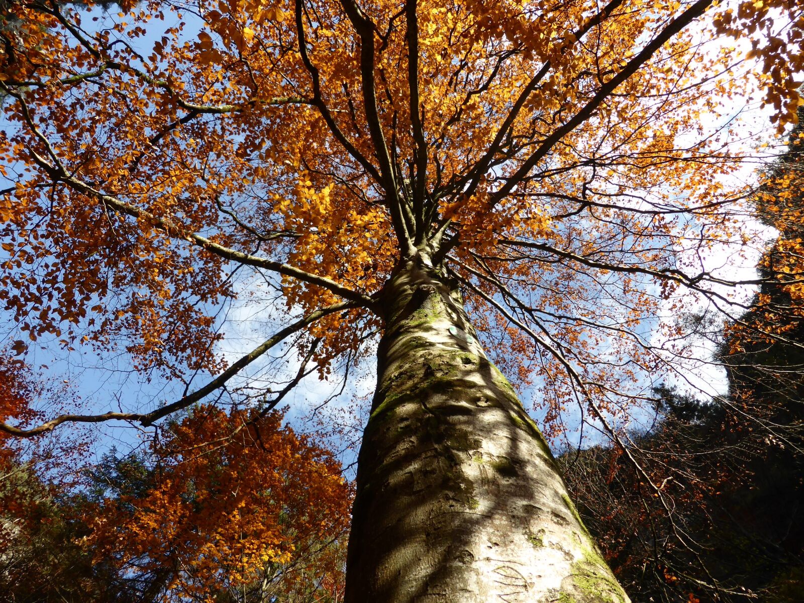 Panasonic DMC-TZ41 sample photo. Nature, leaves, trees photography