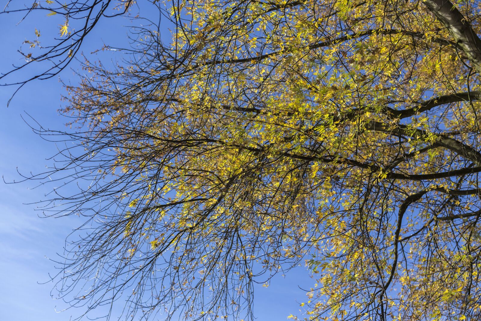 Canon EOS 6D + Canon EF 50mm F1.4 USM sample photo. Autumn, late autumn, leaves photography