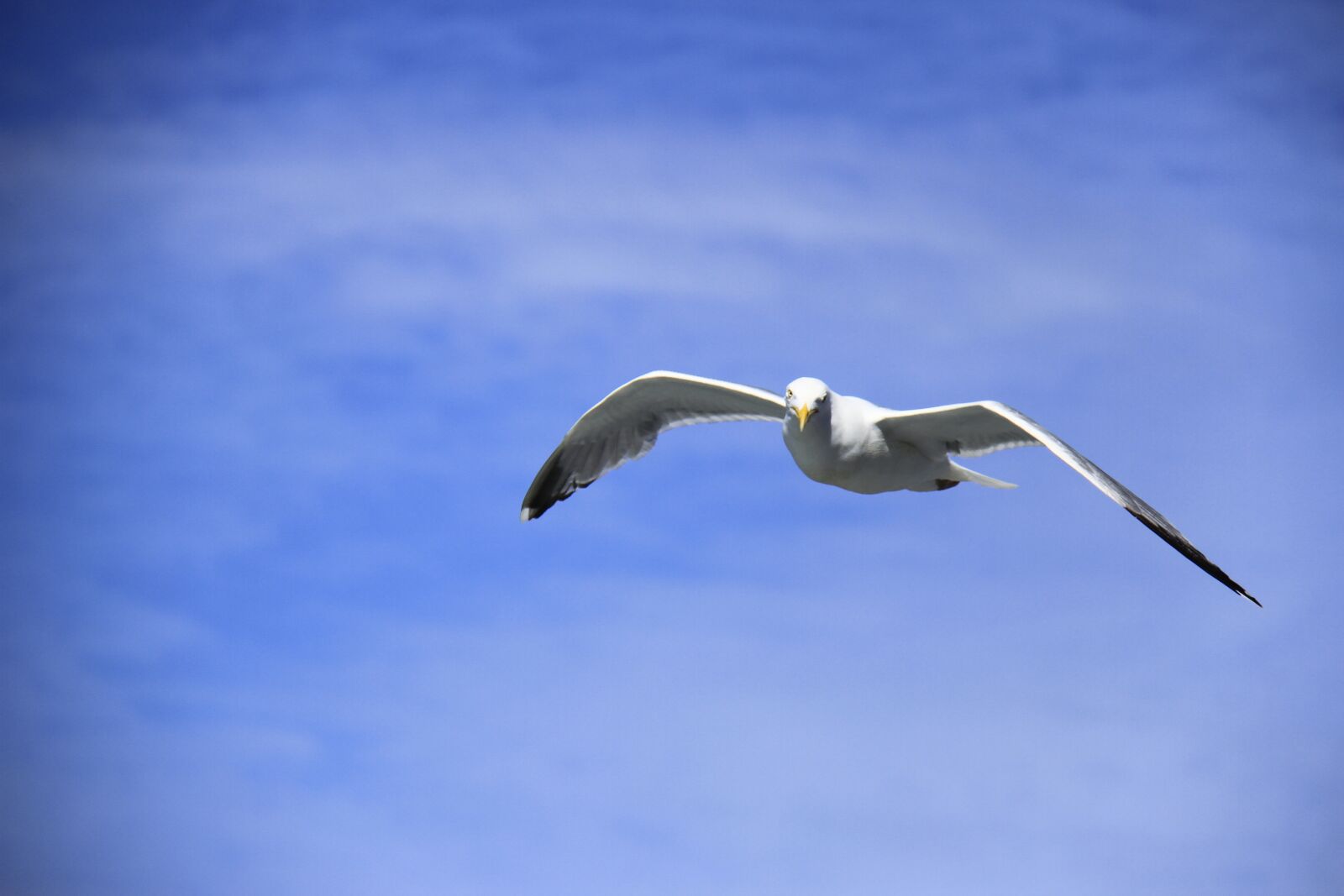 Canon EOS 7D sample photo. Birds, flying, sky photography
