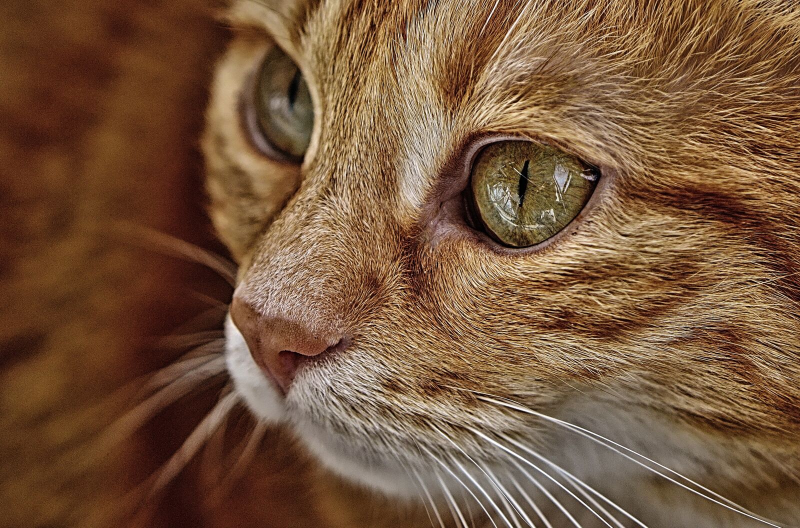 Nikon D3200 sample photo. Cat, mackerel, photograph photography