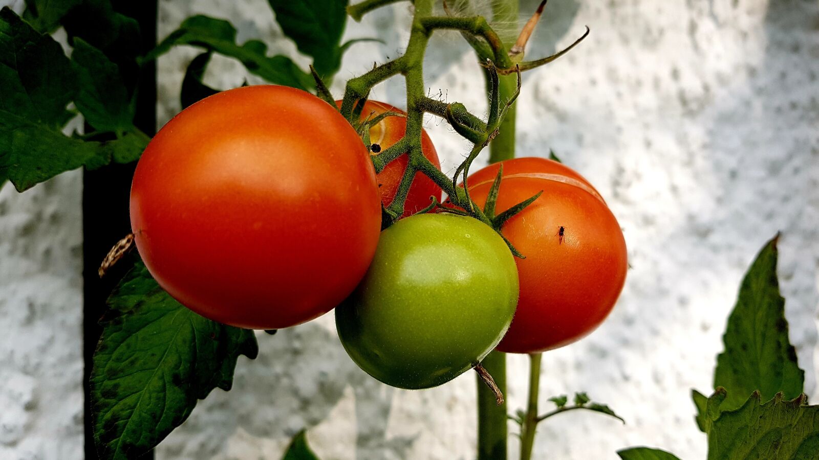 Samsung Galaxy S7 Edge sample photo. Tomatoes, ripe, red photography