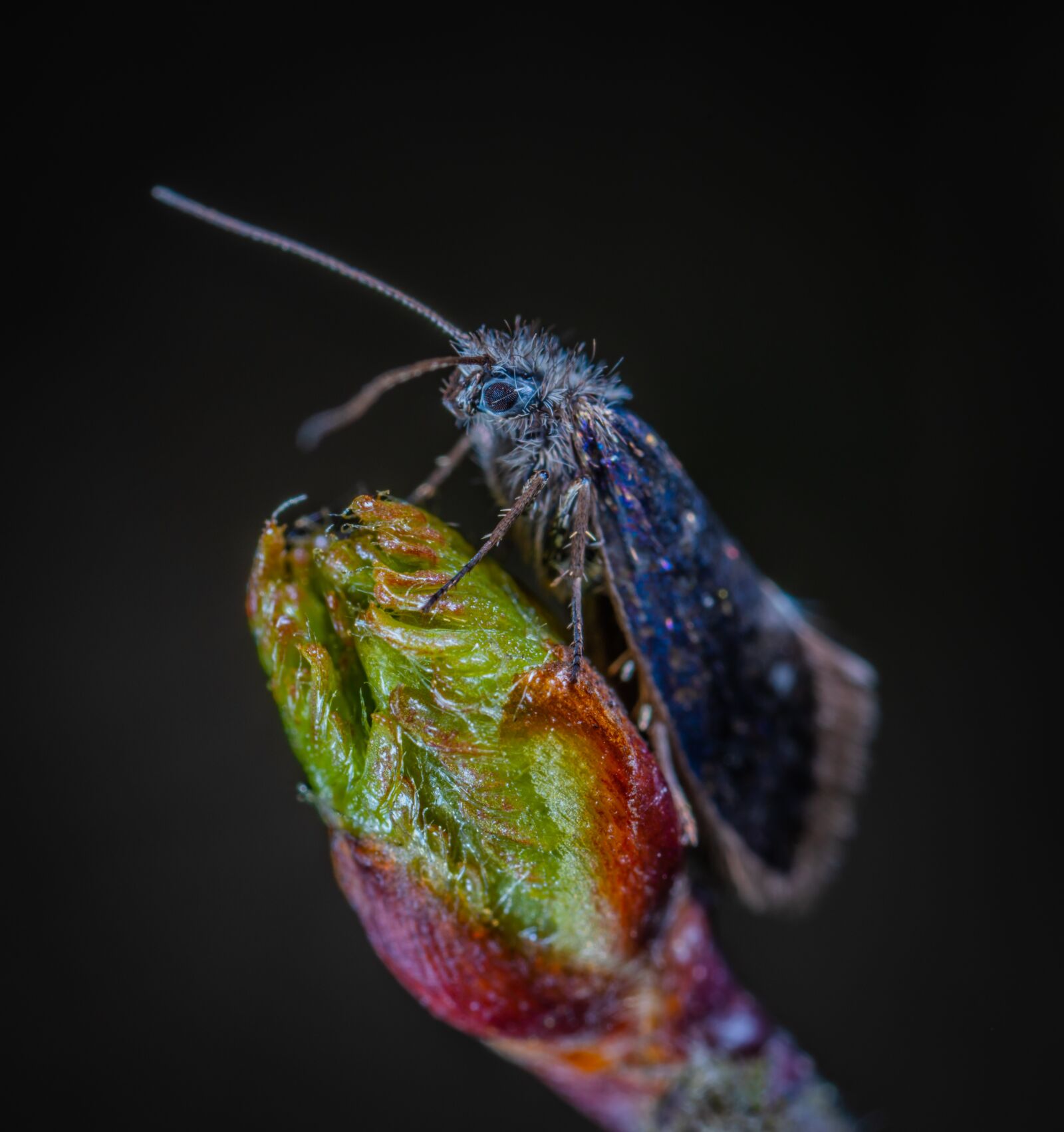 #124 65/2.8 sample photo. Insect, nature, krupnyj plan photography