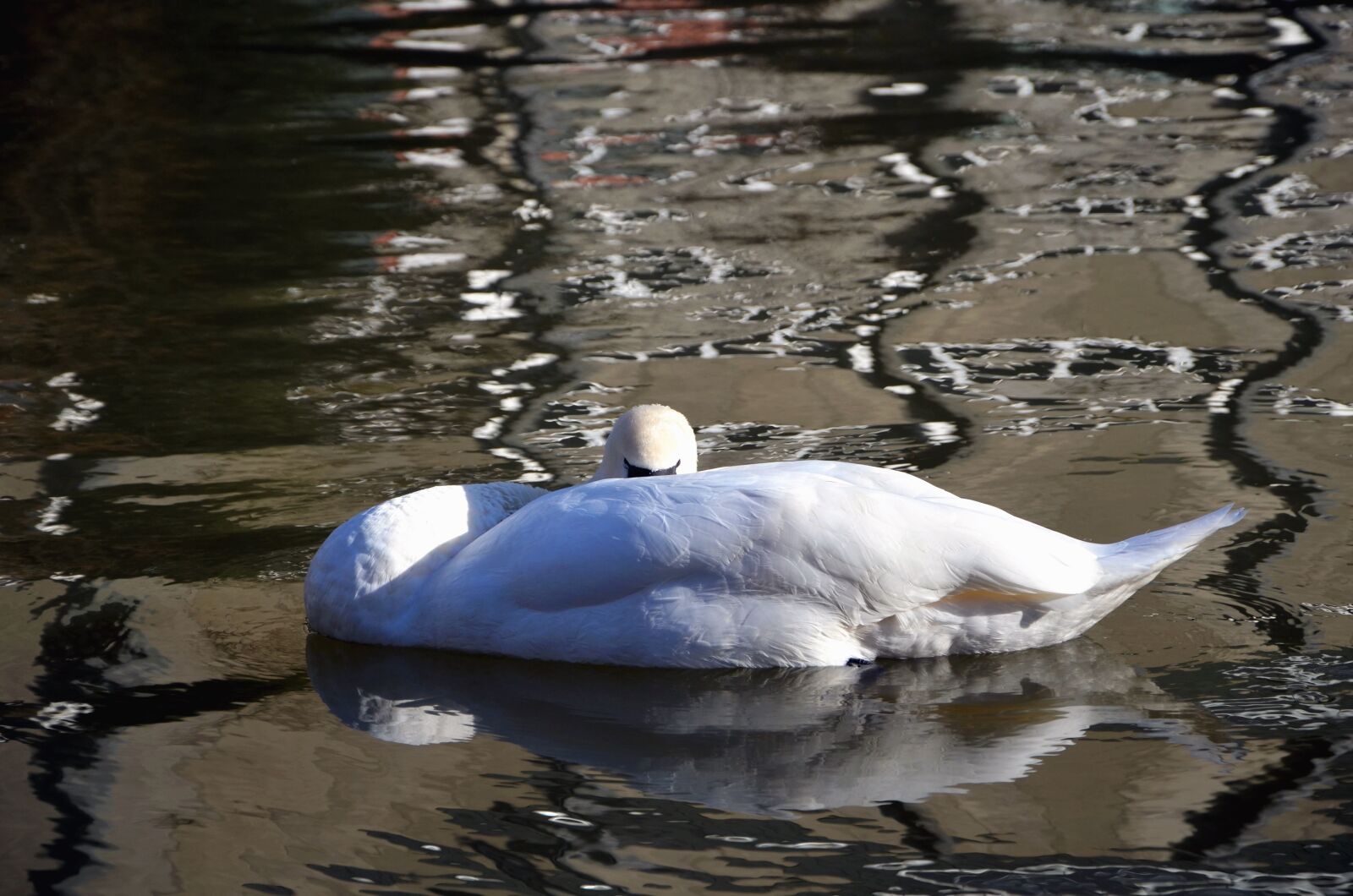 Nikon D5100 sample photo. Swan, feather, water, lake photography