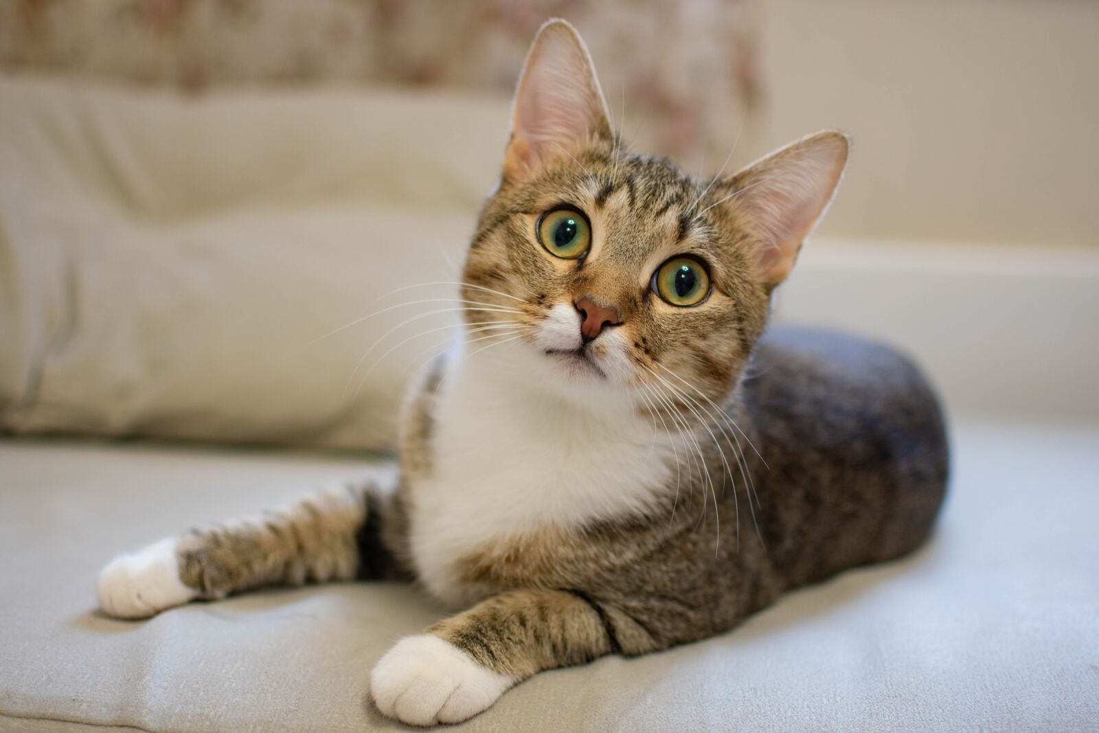 Nikon D3400 sample photo. Cat, animals, kitten photography