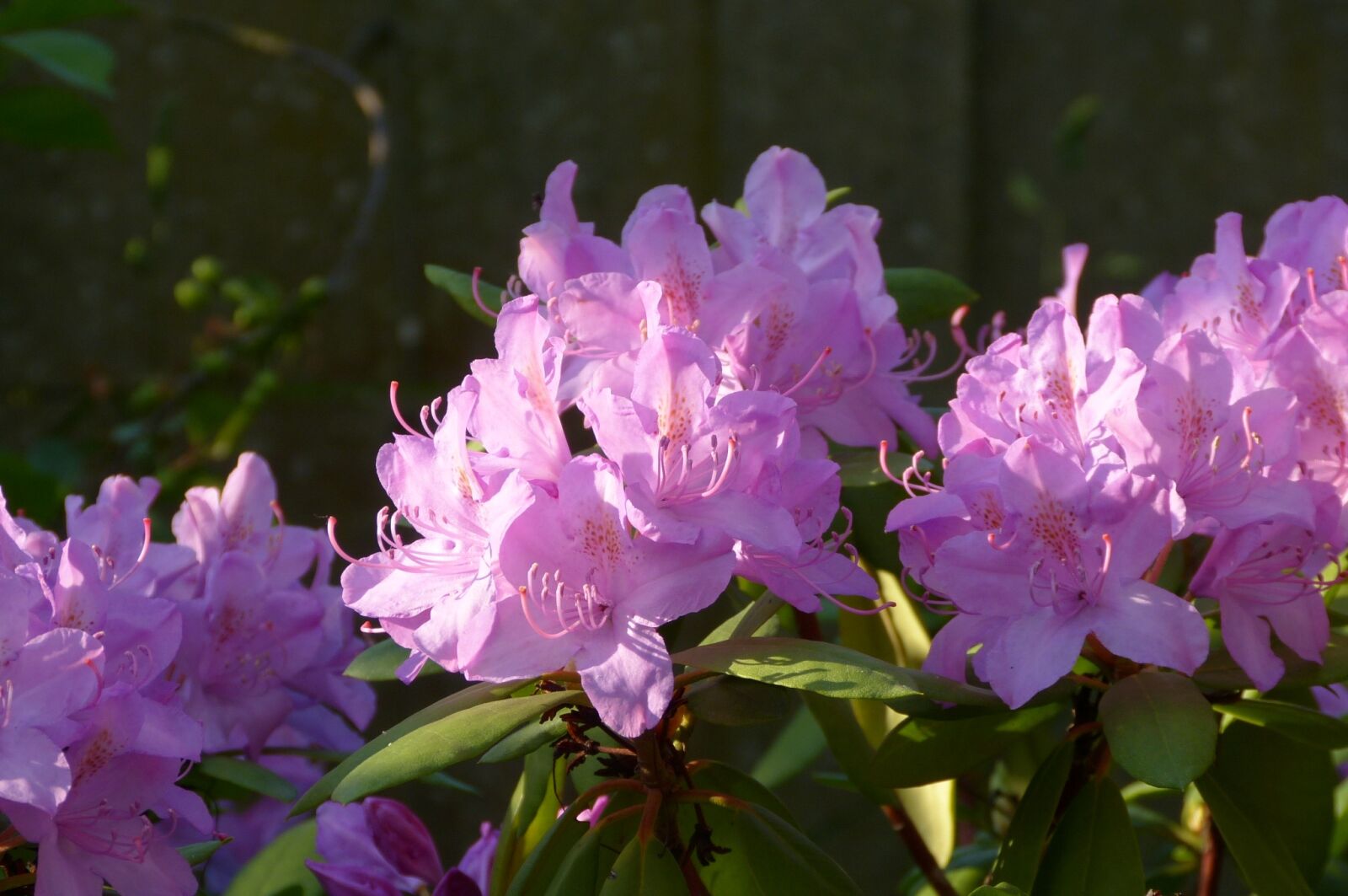 Panasonic Lumix DMC-FZ150 sample photo. Flowers, nature, plant photography