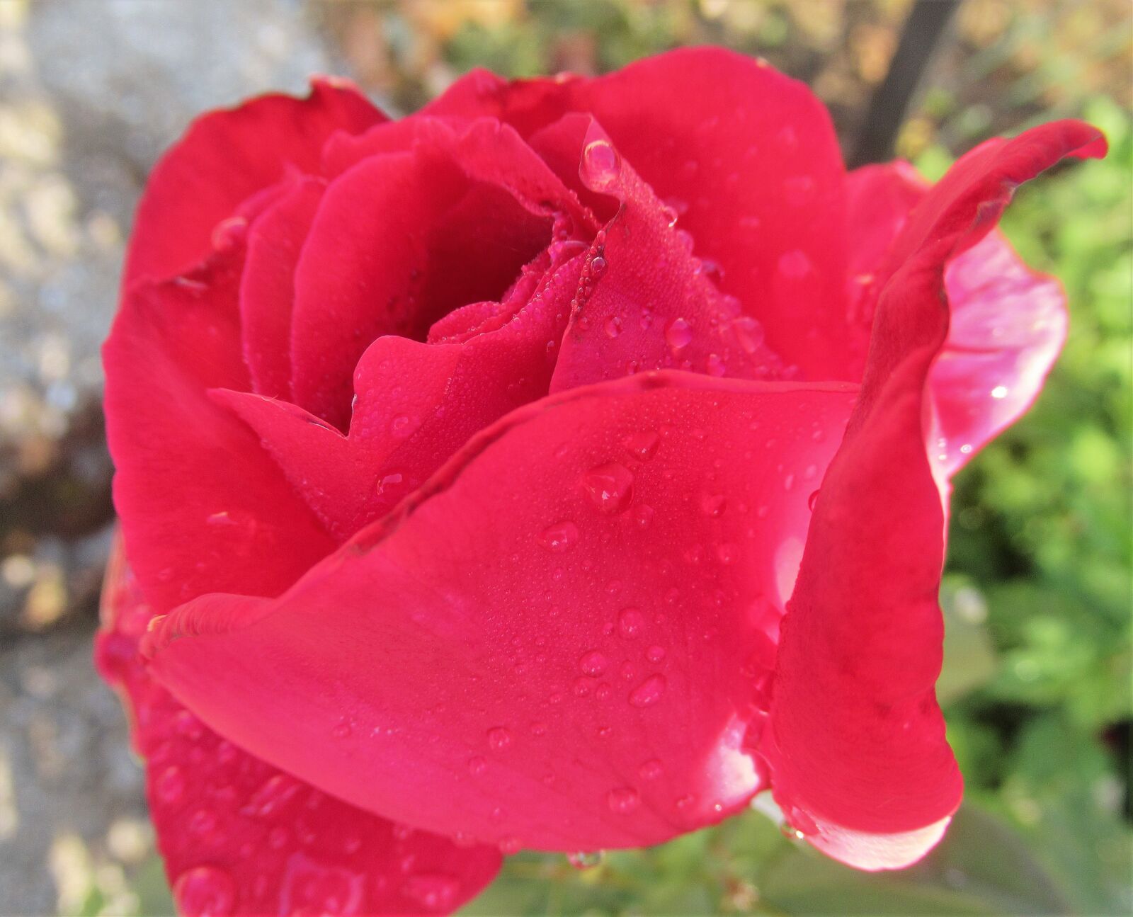 Canon PowerShot SX620 HS sample photo. Flower, rose, rain photography