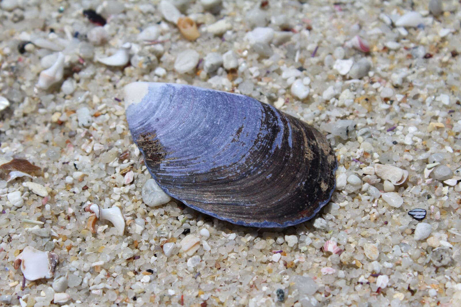 Canon EOS 1200D (EOS Rebel T5 / EOS Kiss X70 / EOS Hi) sample photo. Shell, beach, sea photography