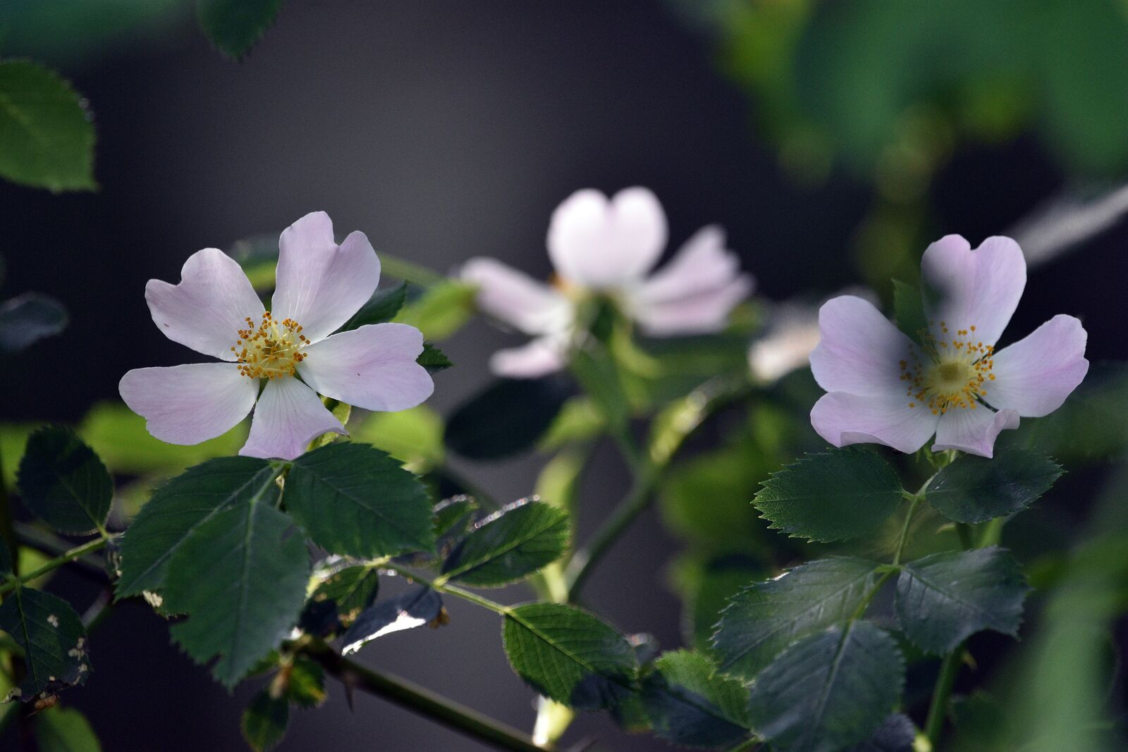 Nikon D3400 sample photo. Wild rose, roses, flowers photography