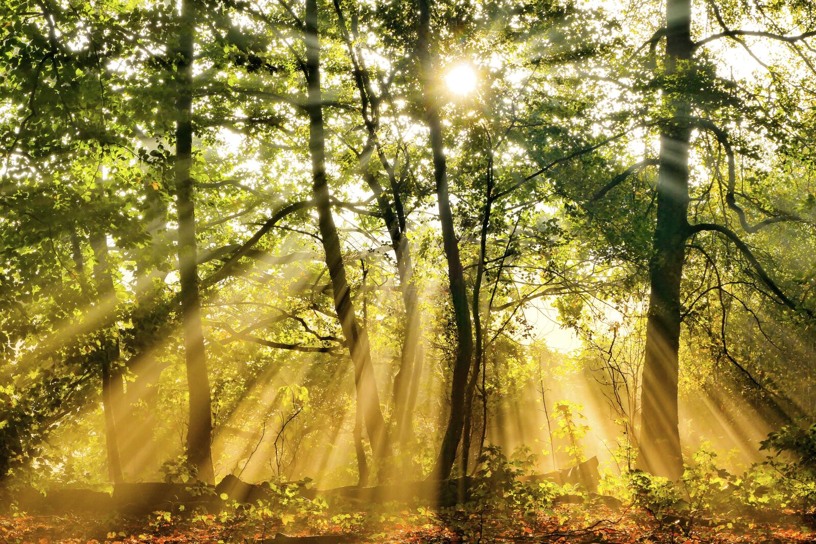 Panasonic Lumix DMC-FZ1000 sample photo. Sunbeam, sun, forest photography