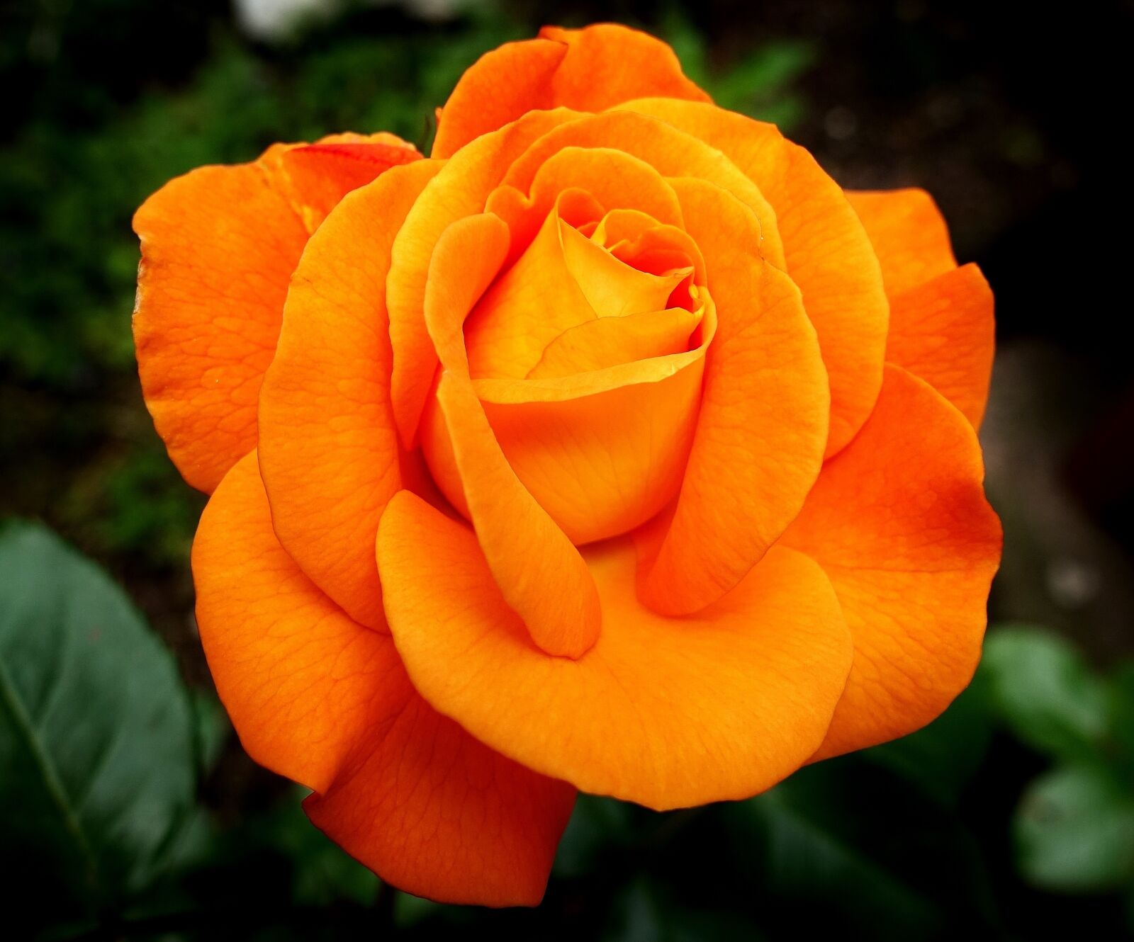 Sony DSC-RX100M5 sample photo. Rose, flower, bloom photography