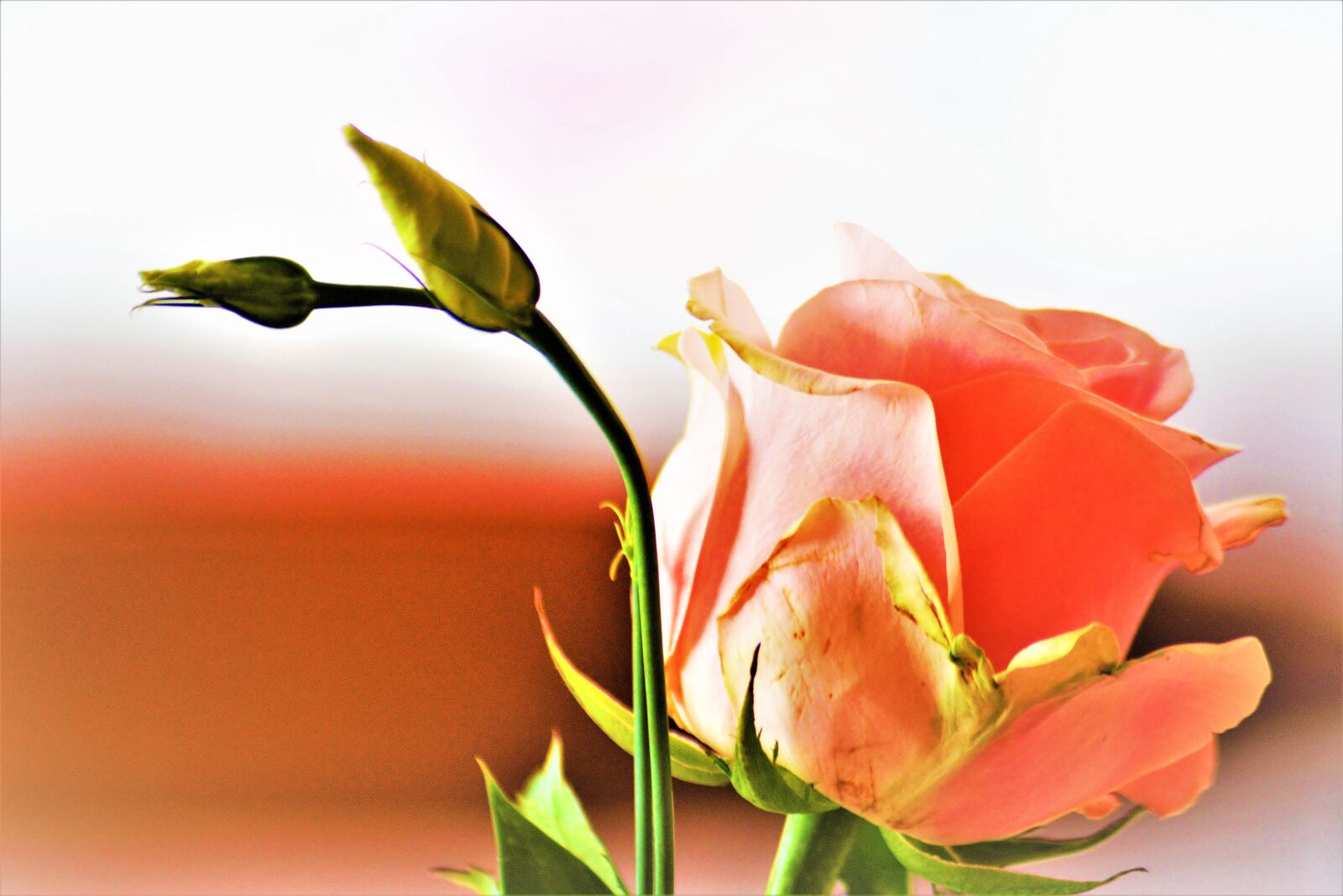 Nikon D7100 sample photo. Flower, beautiful, natural photography