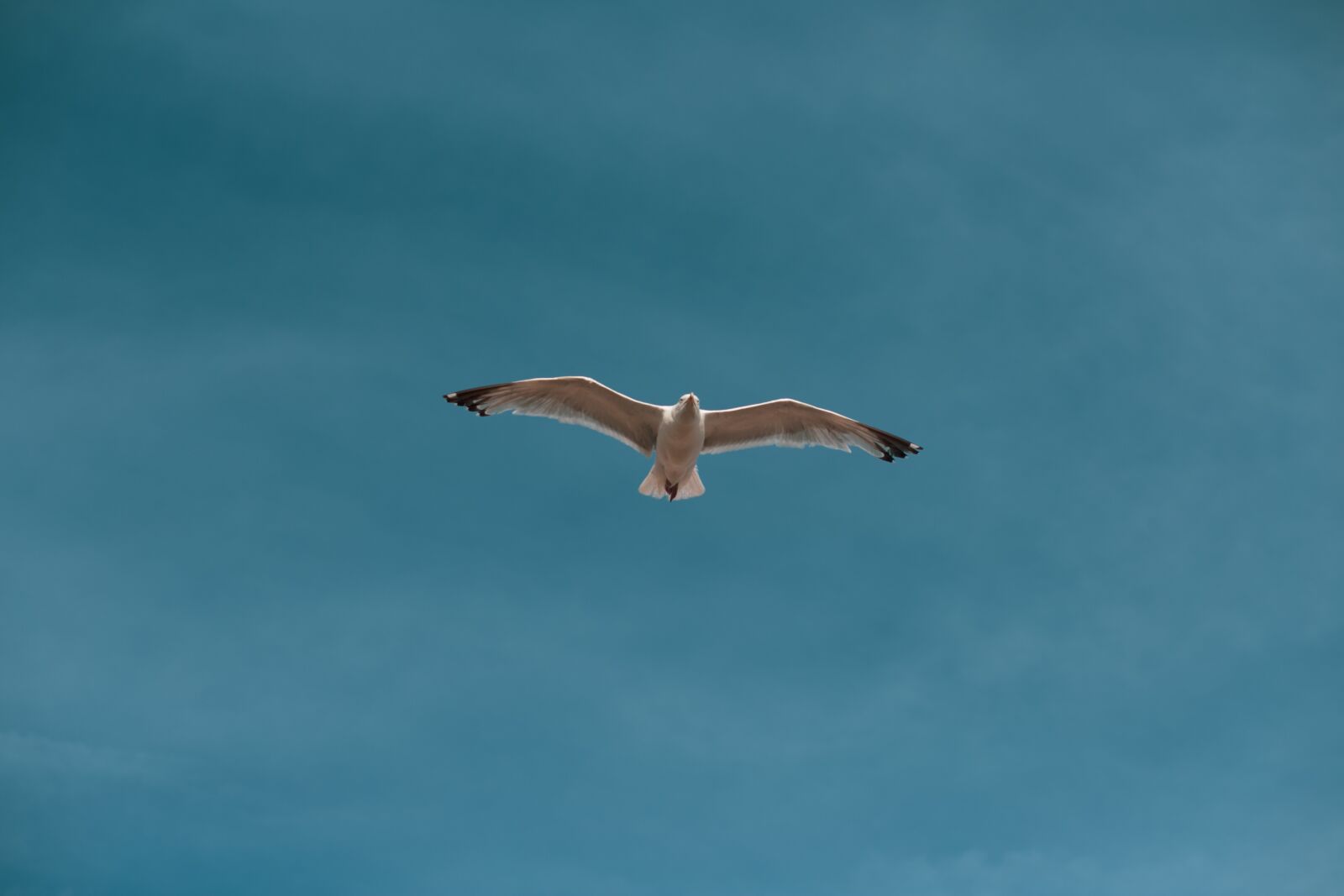 Canon EF 85mm F1.8 USM sample photo. Seagull, blue, sky photography