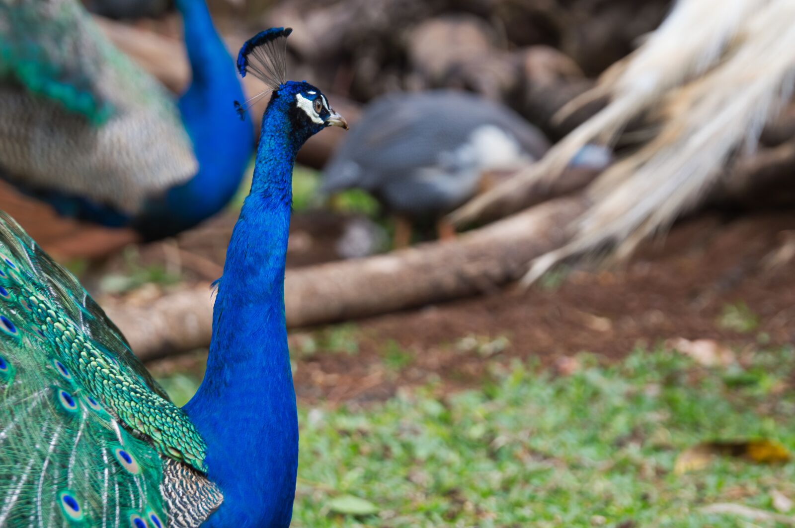 Nikon D3200 sample photo. Costa rica, ave, peacock photography