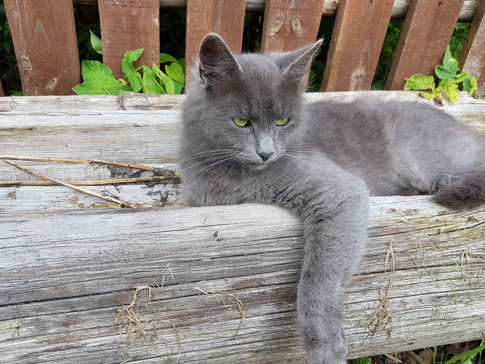 Samsung Galaxy S7 sample photo. Cat, village, animals photography