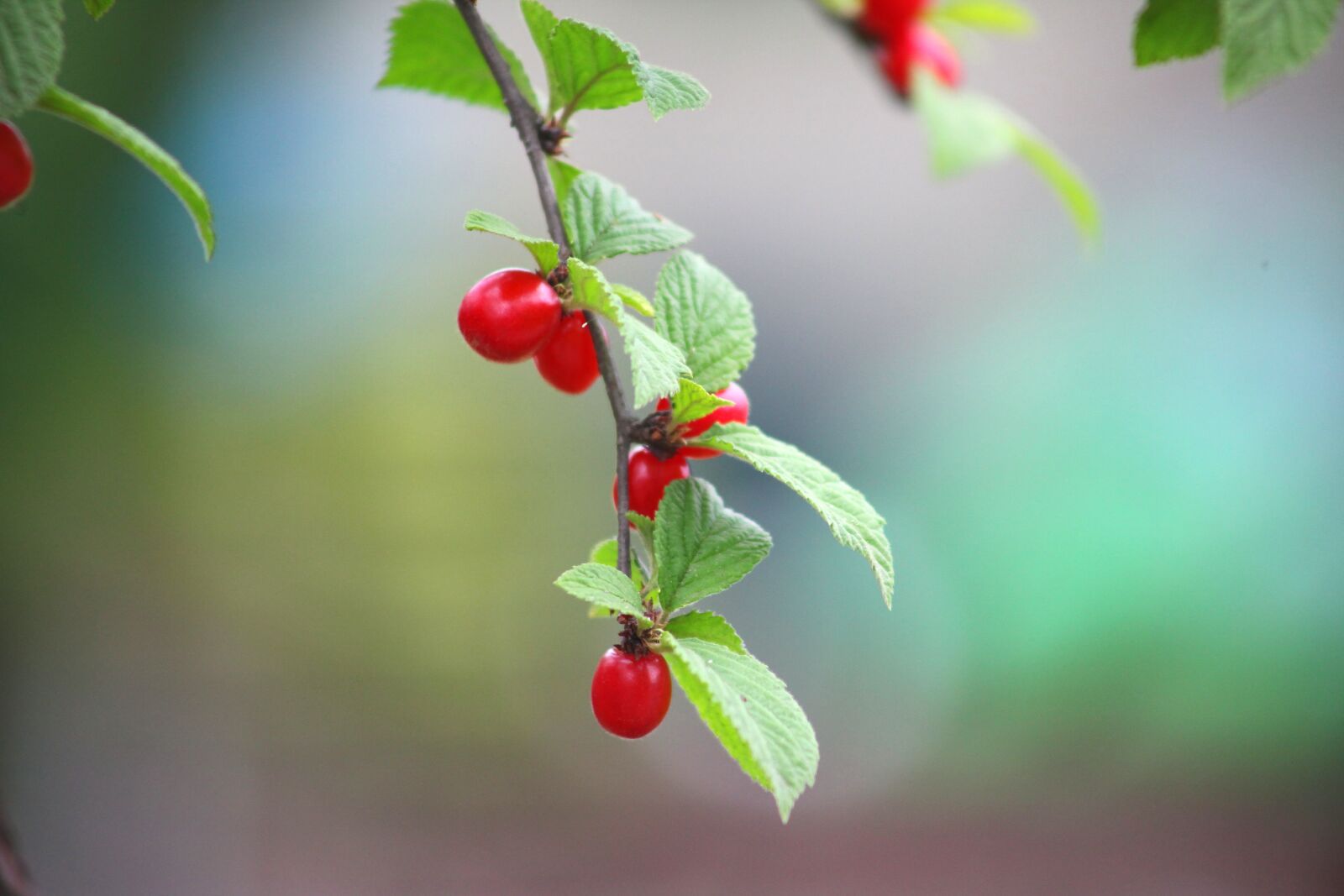 Canon EOS 5D Mark II sample photo. Leaf, nature, fruit photography