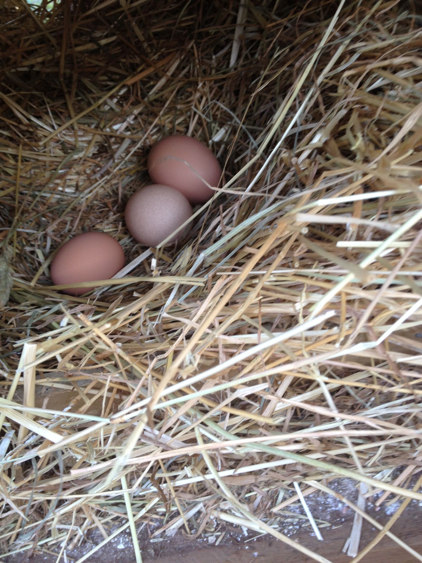 Apple iPhone 4S sample photo. Eggs, poultry, organic photography