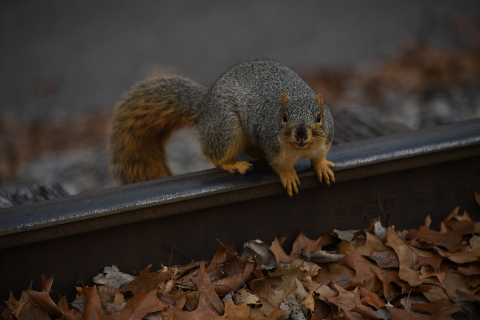Nikon D850 sample photo. Squirrel, rodent, cute photography