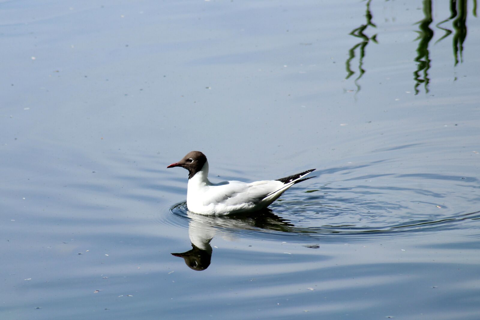 Canon EOS 1200D (EOS Rebel T5 / EOS Kiss X70 / EOS Hi) sample photo. Seagull mieszka, water bird photography