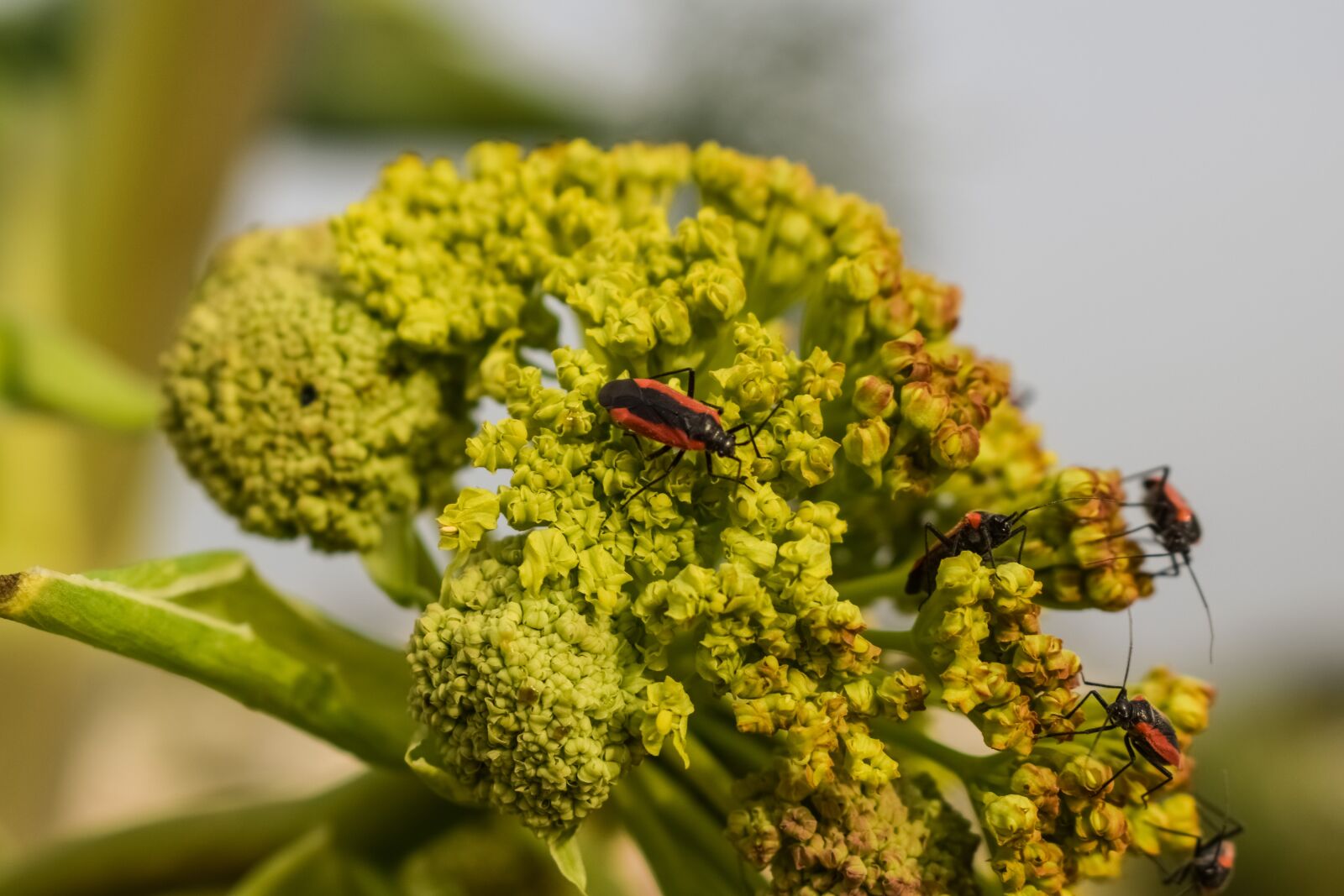 Nikon D3300 sample photo. Inflorescence, flower, beetles photography