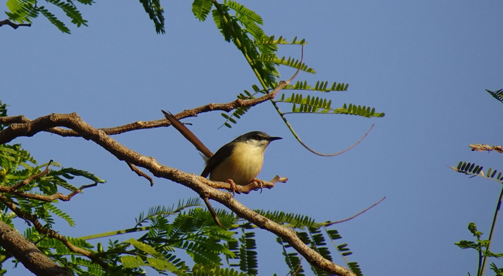 Sony DSC-WX800 sample photo. Bird, warbler, ashy prinia photography