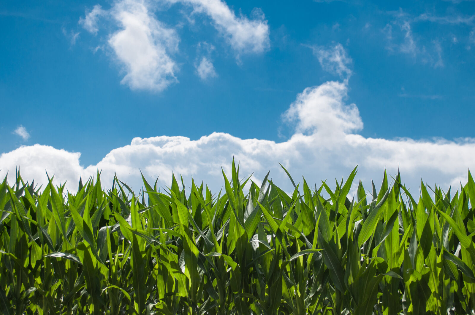 Nikon D5000 sample photo. Nature, sky, sunny, clouds photography
