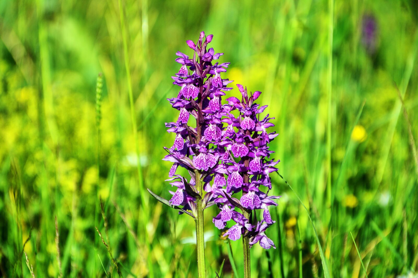 Nikon D7100 sample photo. Flower, orchid, plant photography