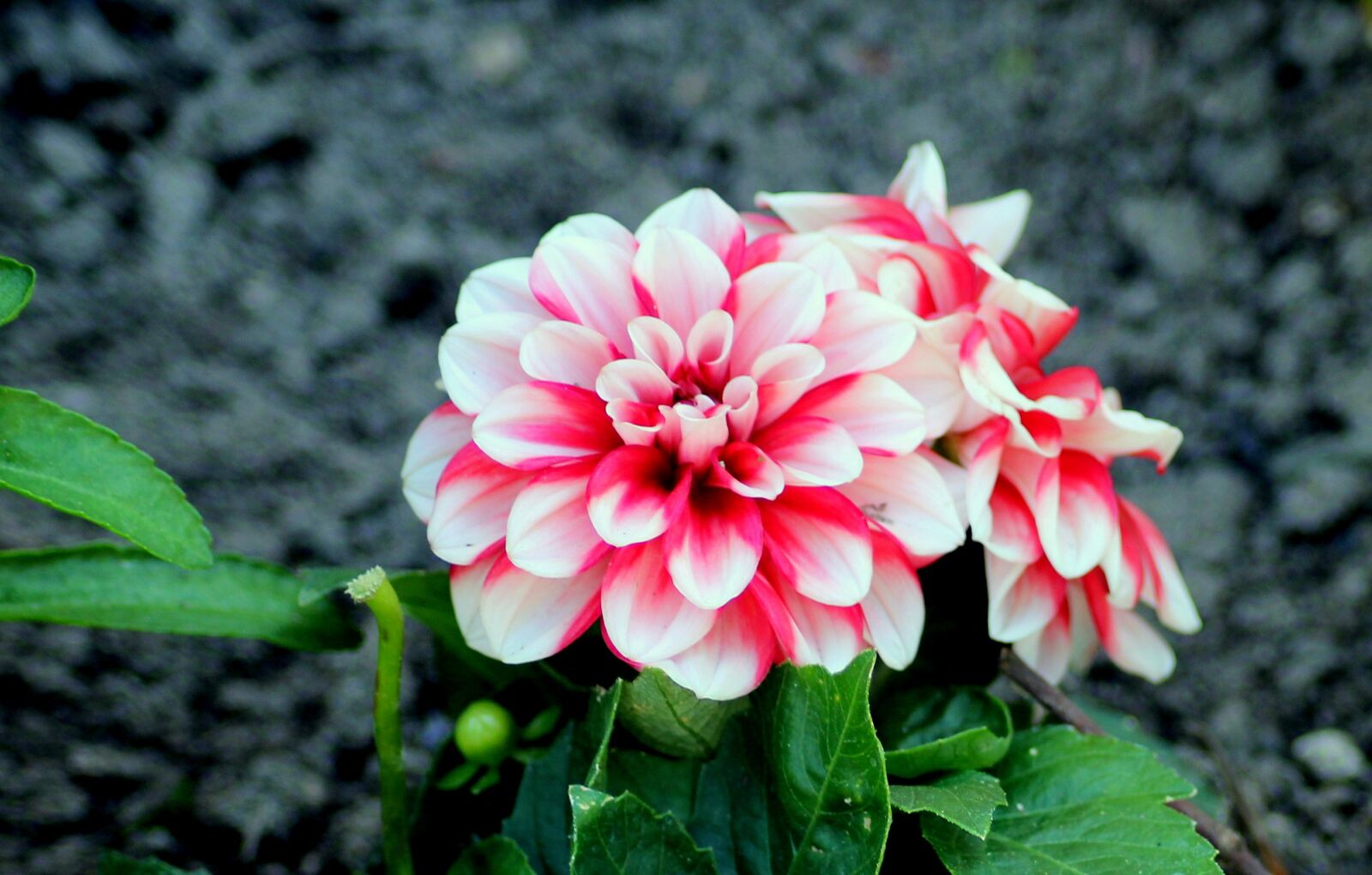 Canon EOS 1200D (EOS Rebel T5 / EOS Kiss X70 / EOS Hi) sample photo. Dalia, flower, figure photography