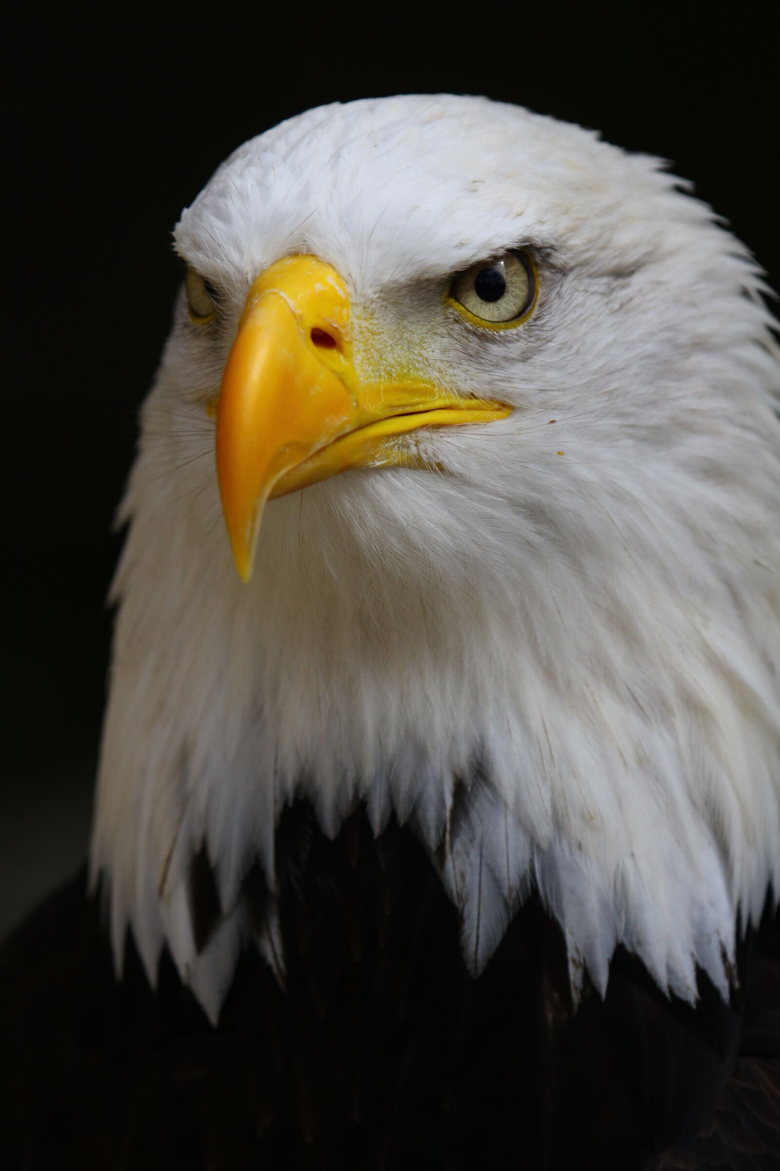 Canon EOS 50D sample photo. Bald eagle, eagle, bald photography