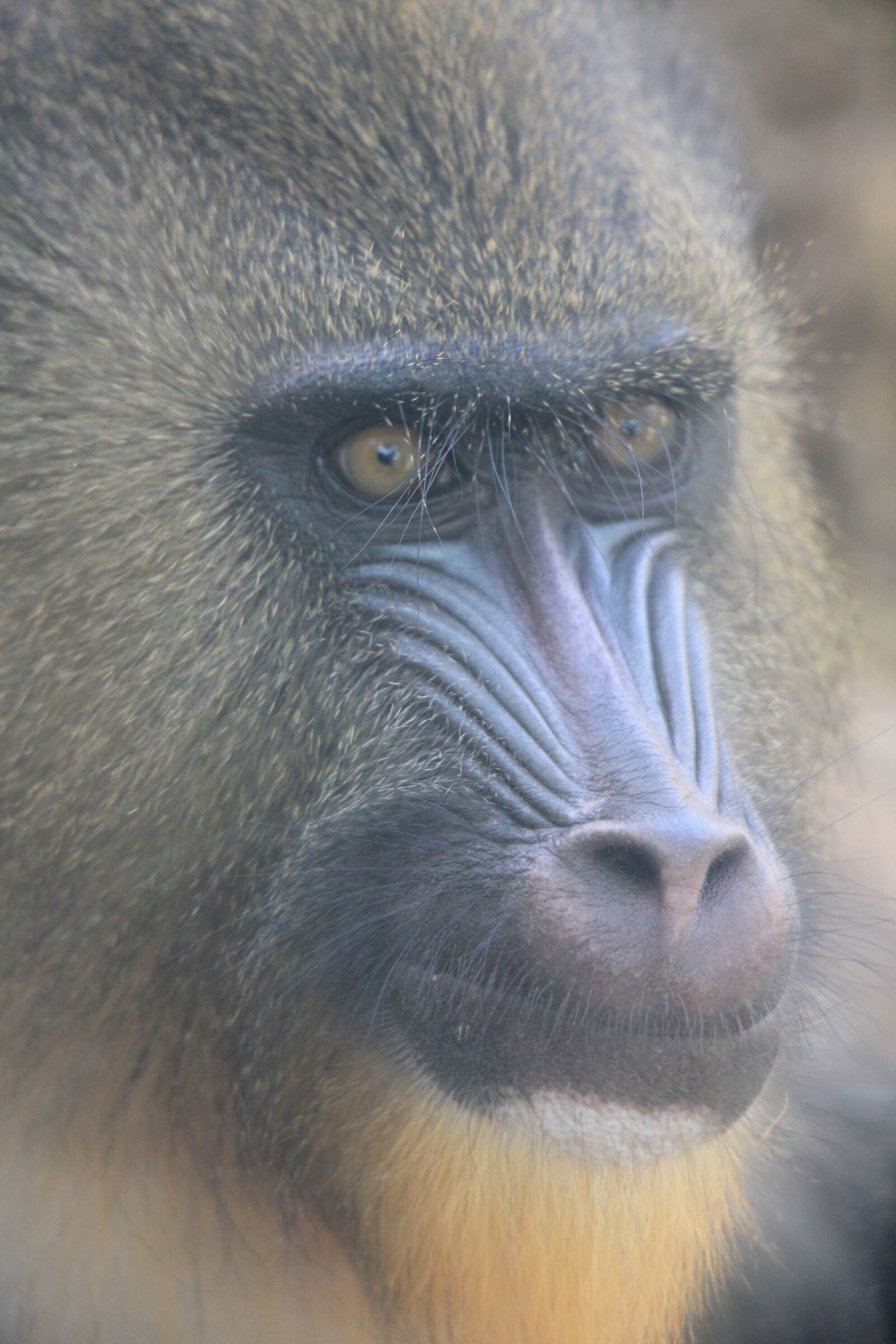 Canon EOS 60D sample photo. Mandrill, singe, zoo photography