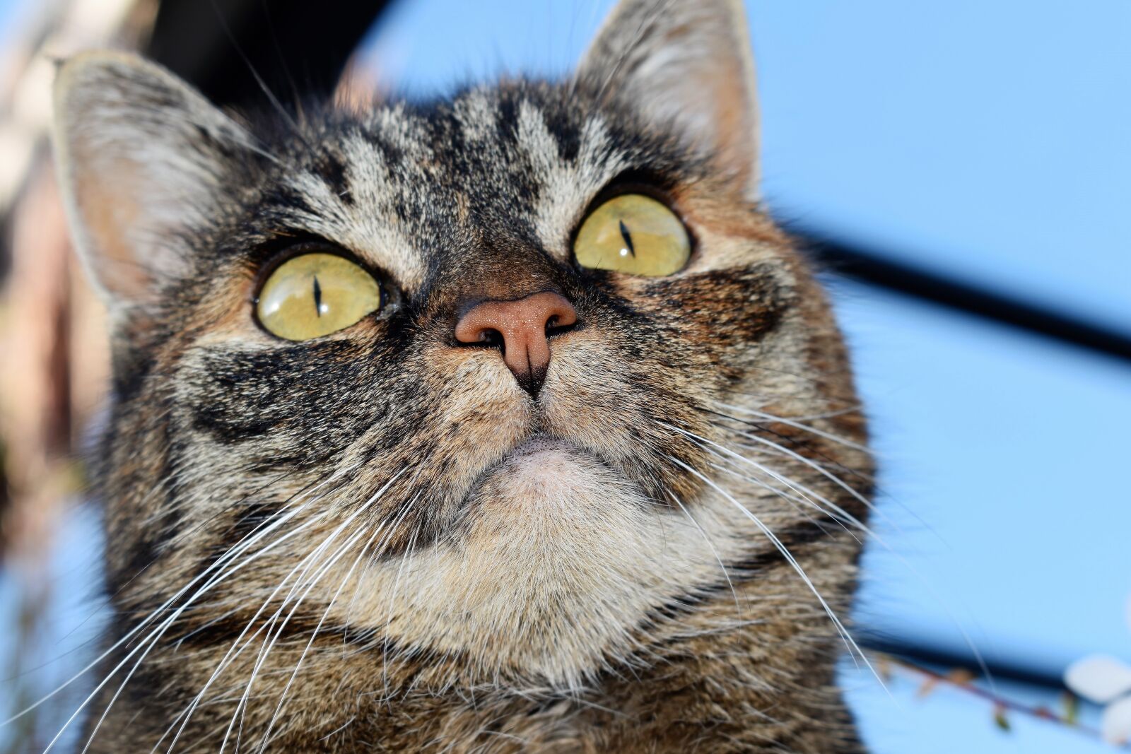 Nikon D5500 sample photo. Cat, animal, mackerel photography