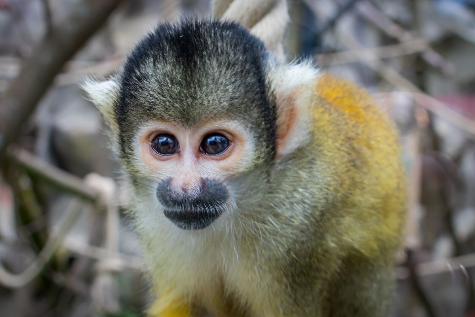 Canon EOS 80D sample photo. Squirrel monkey, animal, nature photography