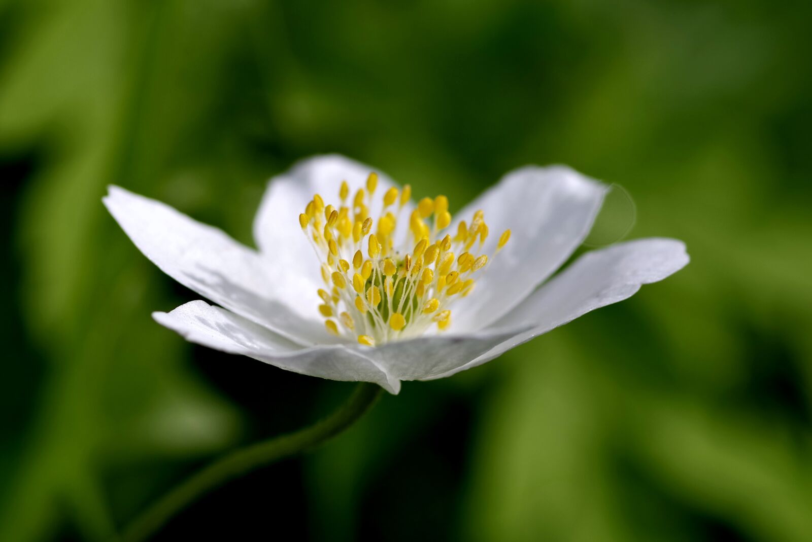 Pentax K-S2 sample photo. White flower, yellow stamens photography